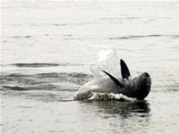 070925_dapTNMekong_4.jpg
